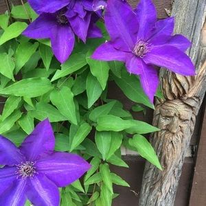 Meet your Posher, Connie